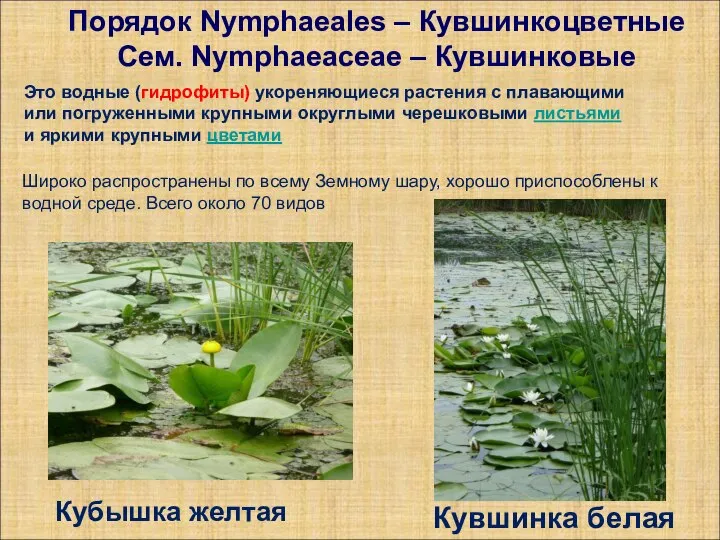 Порядок Nymphaeales – Кувшинкоцветные Сем. Nymphaeaceae – Кувшинковые Кувшинка белая Кубышка