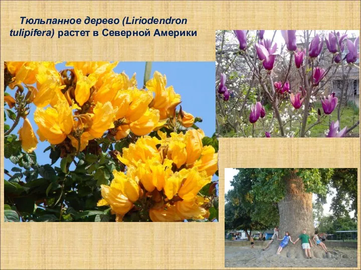 Тюльпанное дерево (Liriodendron tulipifera) растет в Северной Америки