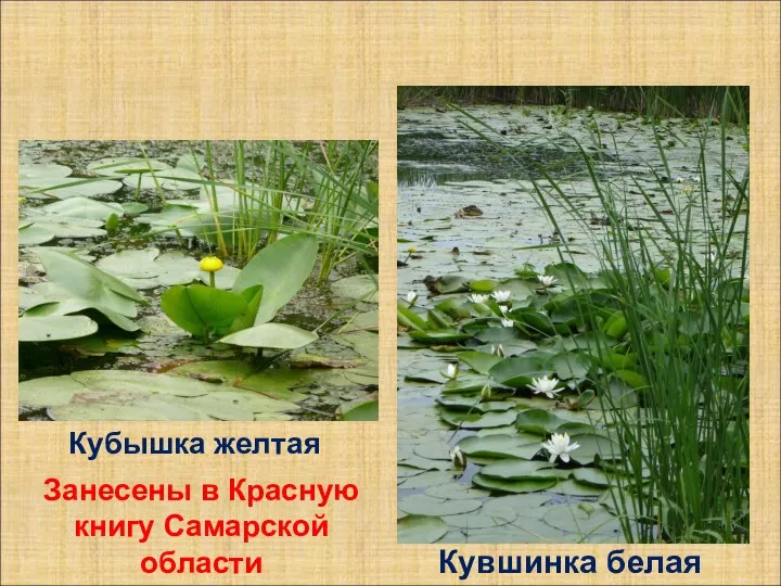 Кувшинка белая Кубышка желтая Занесены в Красную книгу Самарской области