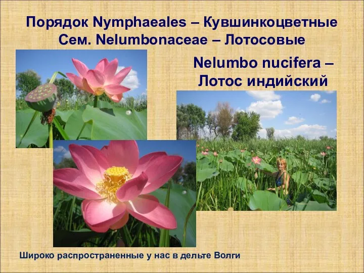 Порядок Nymphaeales – Кувшинкоцветные Сем. Nelumbonaceae – Лотосовые Nelumbo nucifera –