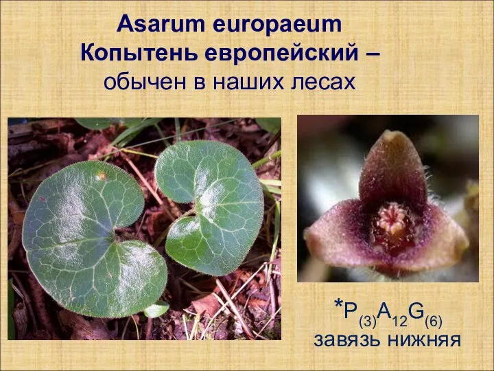 Asarum europaeum Копытень европейский – обычен в наших лесах *Р(3)А12G(6) завязь нижняя