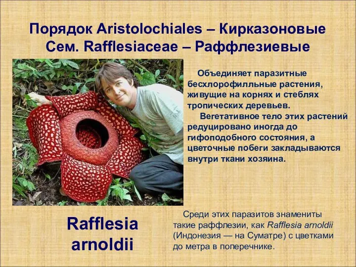 Порядок Aristolochiales – Кирказоновые Сем. Rafflesiaceae – Раффлезиевые Rafflesia arnoldii Среди