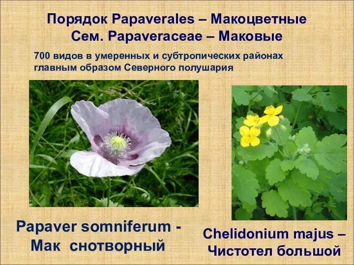 Порядок Papaverales – Макоцветные Сем. Papaveraceae – Маковые Chelidonium majus –