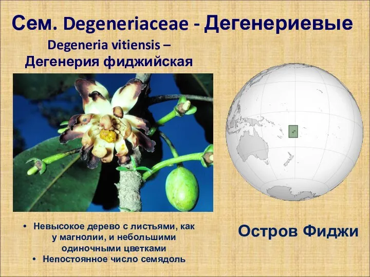 Сем. Degeneriaceae - Дегенериевые Degeneria vitiensis – Дегенерия фиджийская Остров Фиджи