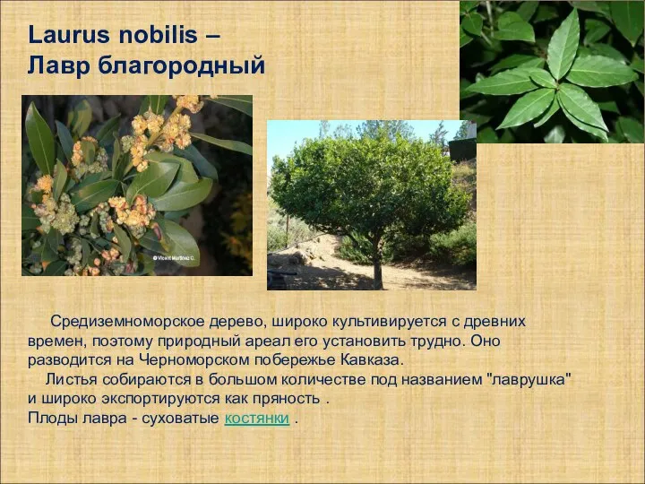 Laurus nobilis – Лавр благородный Средиземноморское дерево, широко культивируется с древних