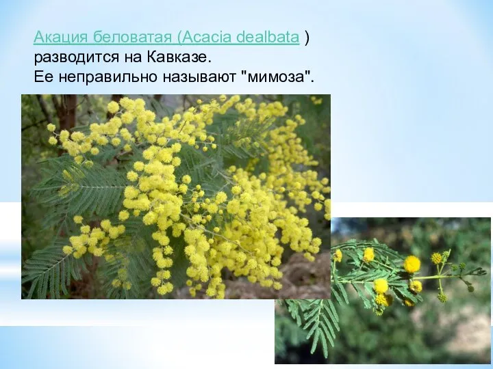 Акация беловатая (Acacia dealbata ) разводится на Кавказе. Ее неправильно называют "мимоза".