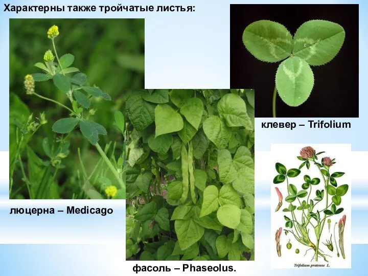 Характерны также тройчатые листья: люцерна – Medicago фасоль – Phaseolus. клевер – Trifolium