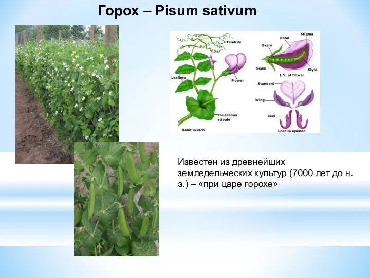 Горох – Pisum sativum Известен из древнейших земледельческих культур (7000 лет