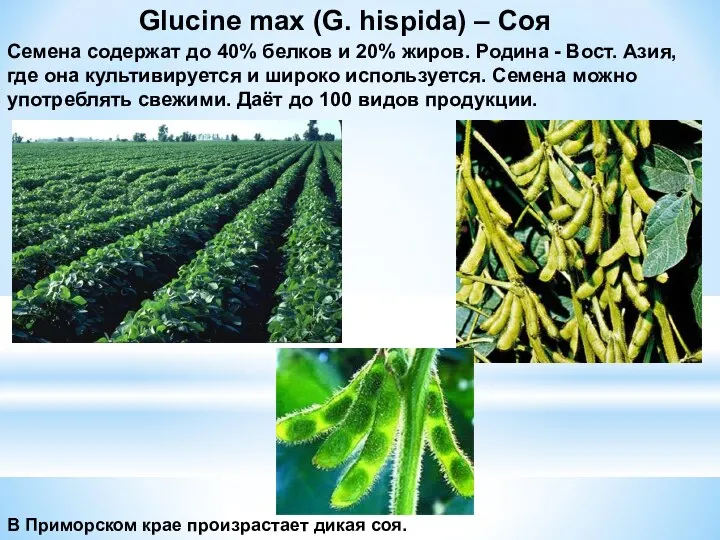 Glucine max (G. hispida) – Соя Семена содержат до 40% белков