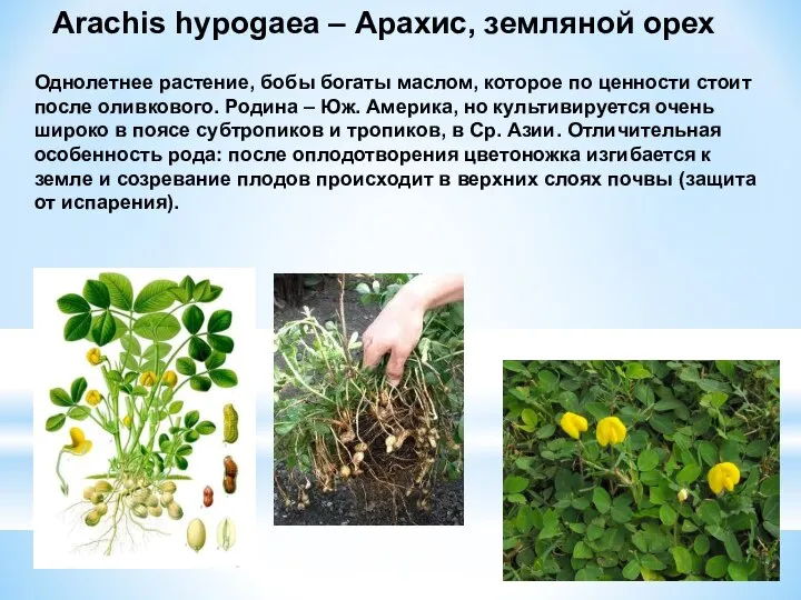 Arachis hypogaea – Арахис, земляной орех Однолетнее растение, бобы богаты маслом,