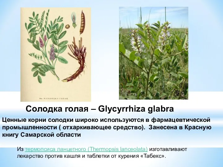 Солодка голая – Glycyrrhiza glabra Ценные корни солодки широко используются в