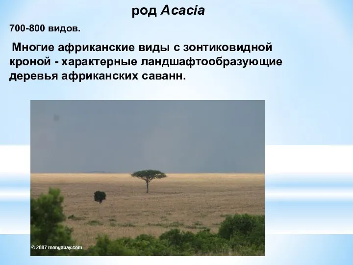 род Acacia 700-800 видов. Многие африканские виды с зонтиковидной кроной - характерные ландшафтообразующие деревья африканских саванн.