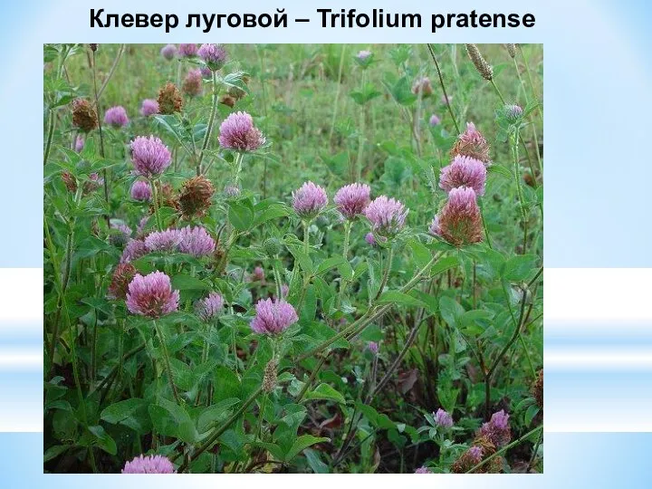 Клевер луговой – Trifolium pratense