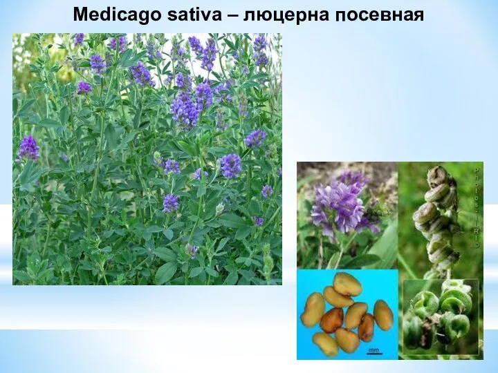 Medicago sativa – люцерна посевная