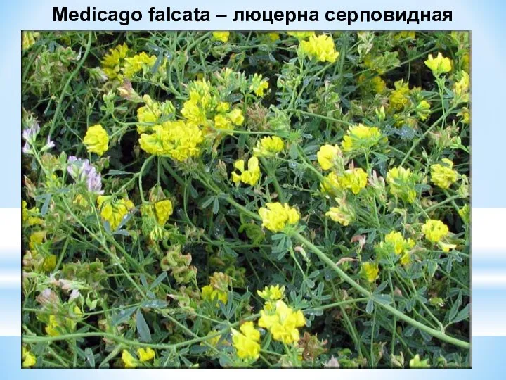 Medicago falcata – люцерна серповидная