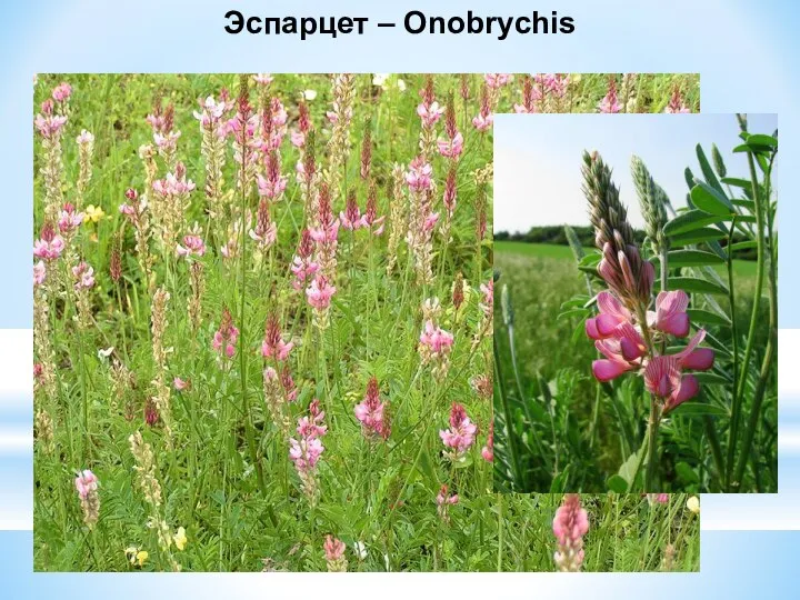 Эспарцет – Onobrychis