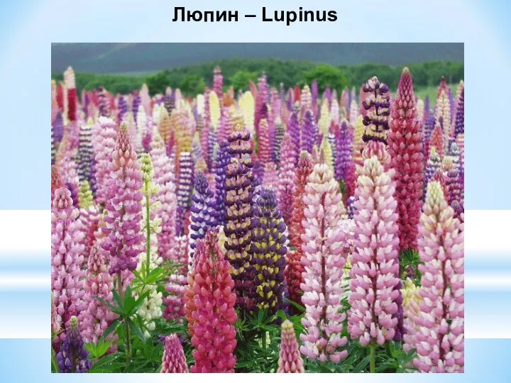 Люпин – Lupinus