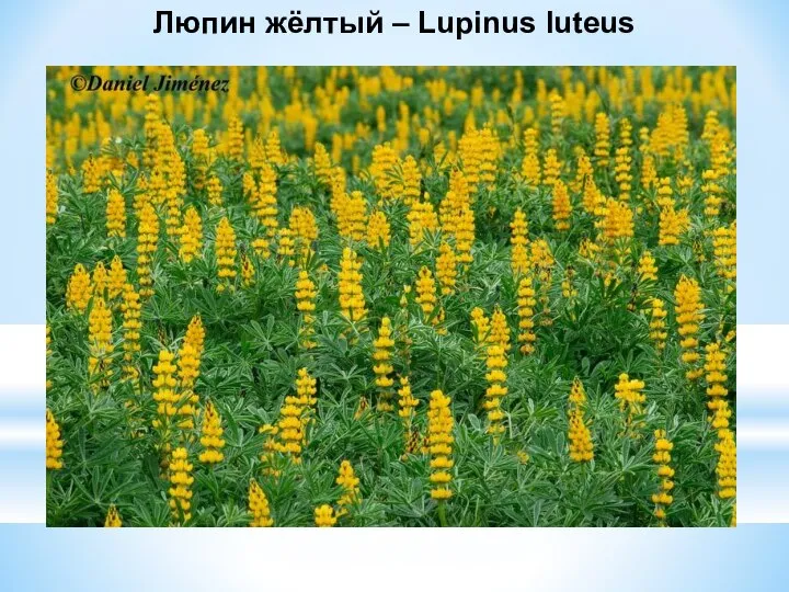 Люпин жёлтый – Lupinus luteus