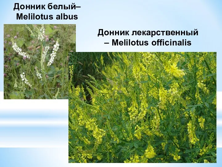 Донник белый– Melilotus albus Донник лекарственный – Melilotus officinalis