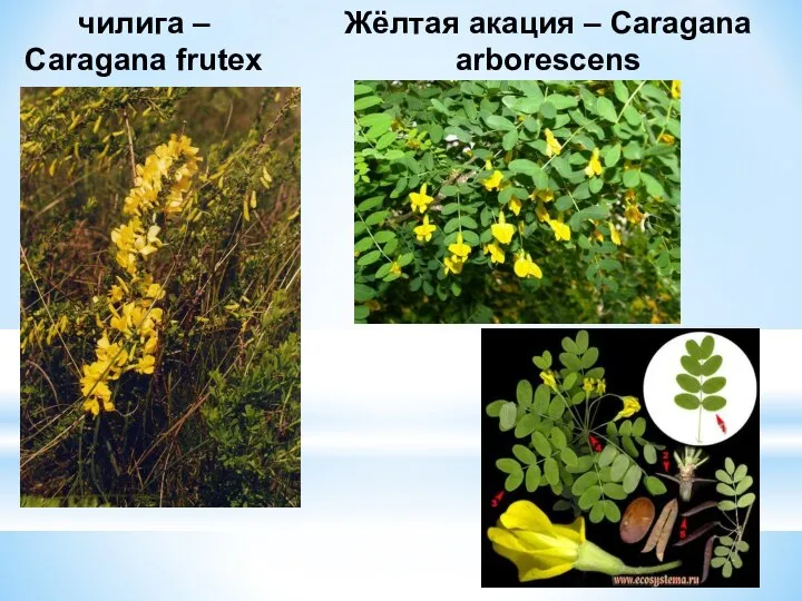 чилига – Caragana frutex Жёлтая акация – Caragana arborescens