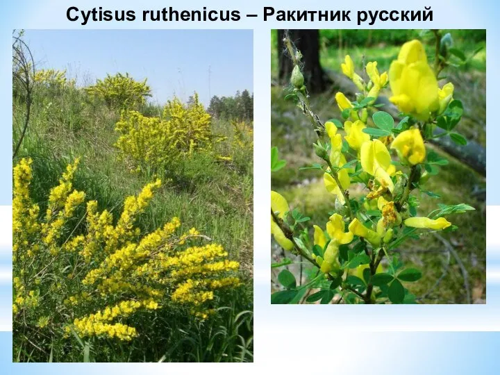 Cytisus ruthenicus – Ракитник русский