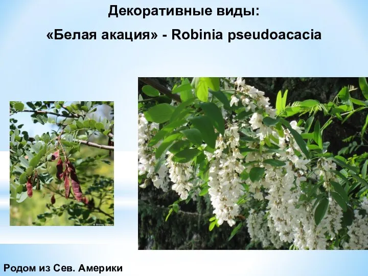 Декоративные виды: «Белая акация» - Robinia pseudoacacia Родом из Сев. Америки