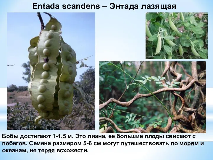 Entada scandens – Энтада лазящая Бобы достигают 1-1.5 м. Это лиана,