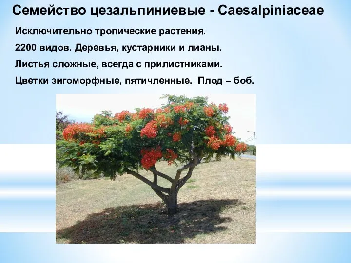 Семейство цезальпиниевые - Caesalpiniaceae Исключительно тропические растения. 2200 видов. Деревья, кустарники