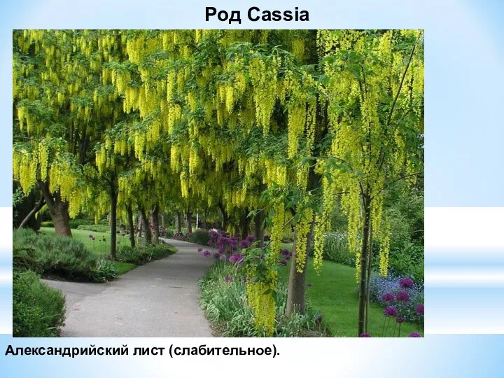 Род Cassia Александрийский лист (слабительное).