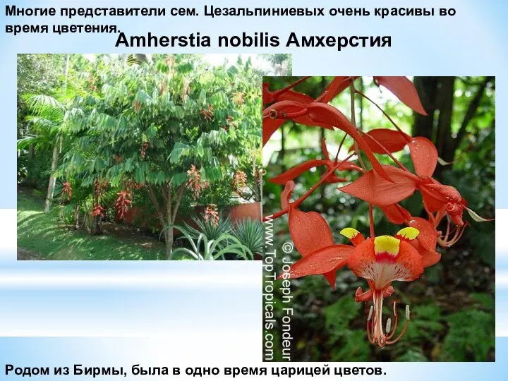 Amherstia nobilis Амхерстия Родом из Бирмы, была в одно время царицей