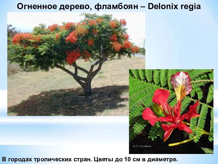 Огненное дерево, фламбоян – Delonix regia В городах тропических стран. Цветы до 10 см в диаметре.