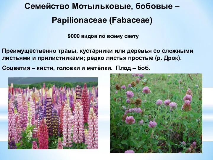 Семейство Мотыльковые, бобовые – Papilionaceae (Fabaceae) Преимущественно травы, кустарники или деревья