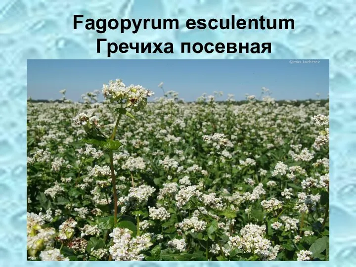 Fagopyrum esculentum Гречиха посевная