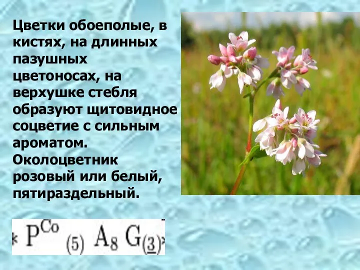 Цветки обоеполые, в кистях, на длинных пазушных цветоносах, на верхушке стебля