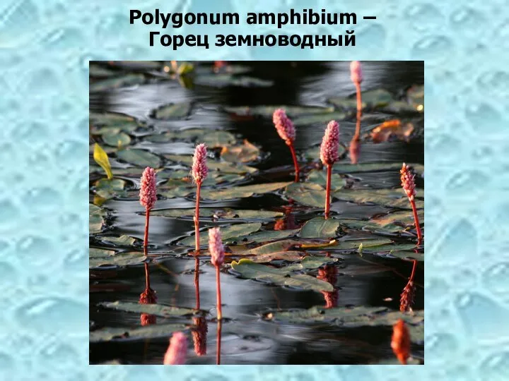 Polygonum amphibium – Горец земноводный