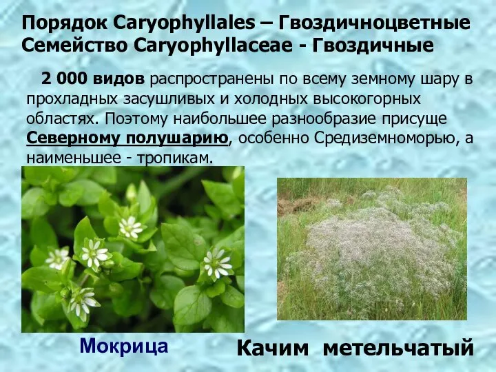 Мокрица Порядок Caryophyllales – Гвоздичноцветные Семейство Сaryophyllaceae - Гвоздичные Качим метельчатый