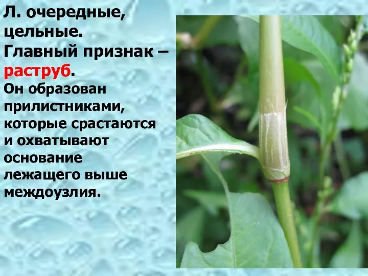 Л. очередные, цельные. Главный признак – раструб. Он образован прилистниками, которые