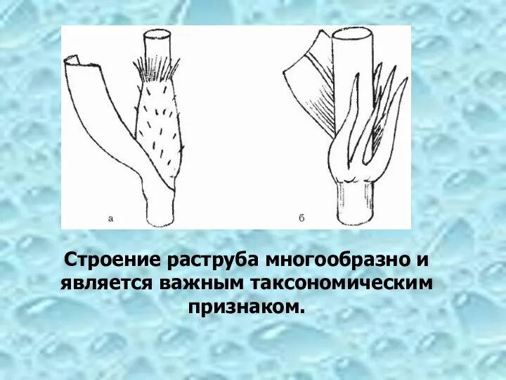 Строение раструба многообразно и является важным таксономическим признаком.