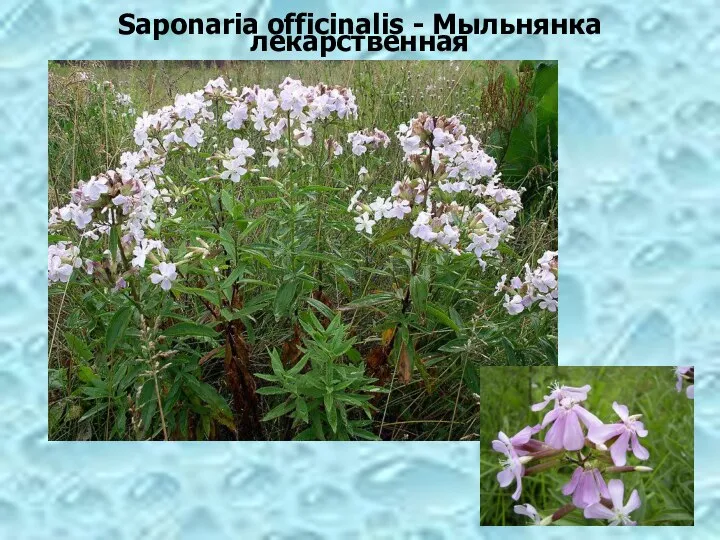 Saponaria officinalis - Мыльнянка лекарственная