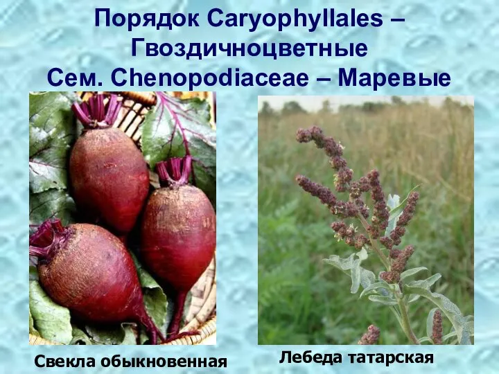 Порядок Caryophyllales – Гвоздичноцветные Сем. Chenopodiaceae – Маревые Лебеда татарская Свекла обыкновенная