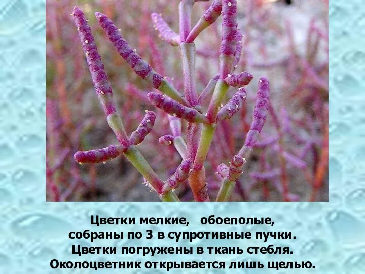 Цветки мелкие, обоеполые, собраны по 3 в супротивные пучки. Цветки погружены