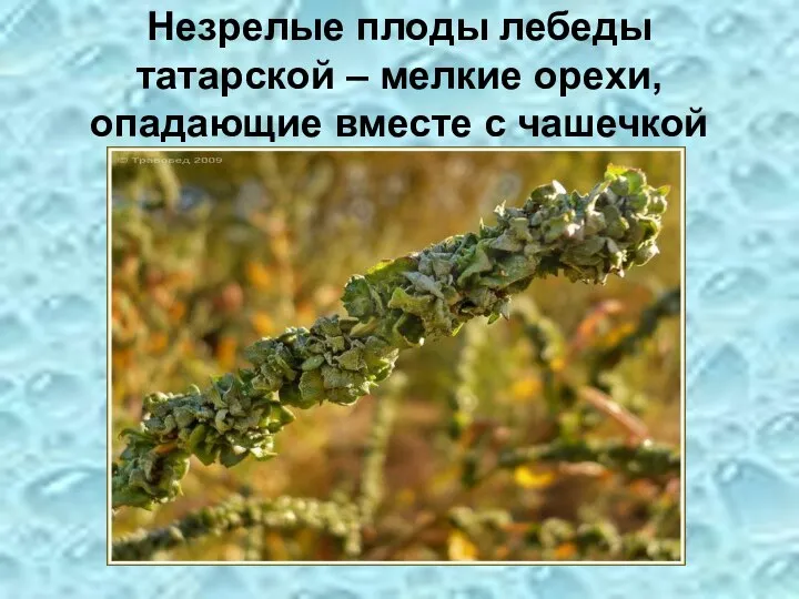 Незрелые плоды лебеды татарской – мелкие орехи, опадающие вместе с чашечкой