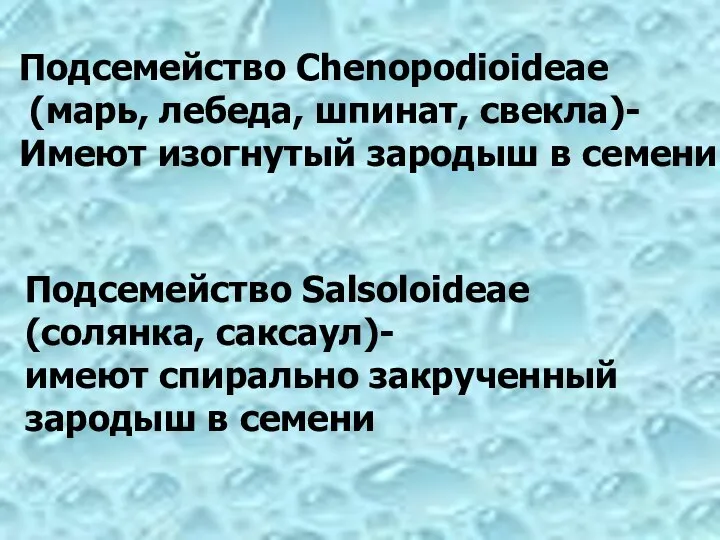 Подсемейство Chenopodioideae (марь, лебеда, шпинат, свекла)- Имеют изогнутый зародыш в семени