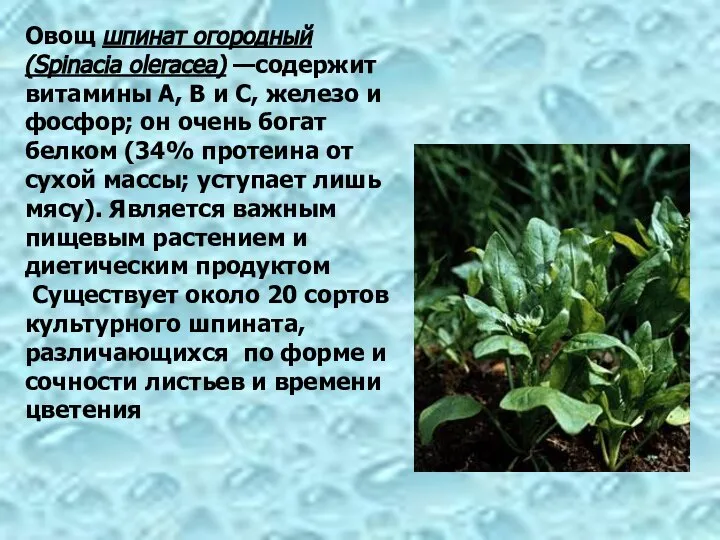 Овощ шпинат огородный (Spinacia oleracea) —содержит витамины А, В и С,