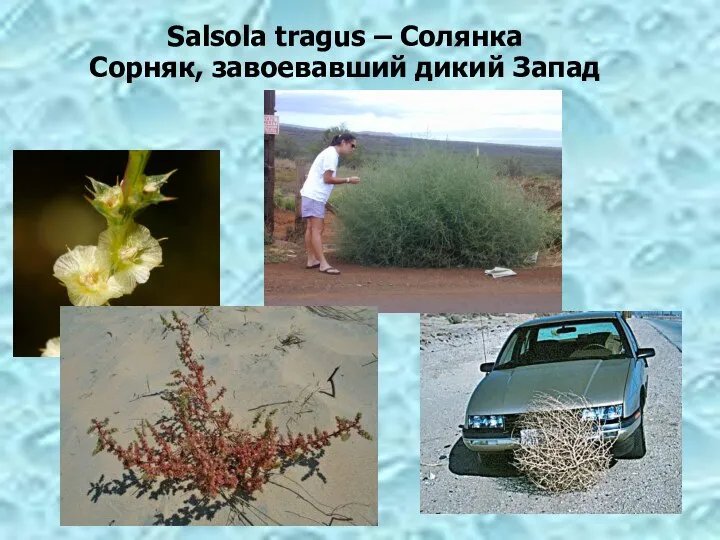 Salsola tragus – Солянка Сорняк, завоевавший дикий Запад