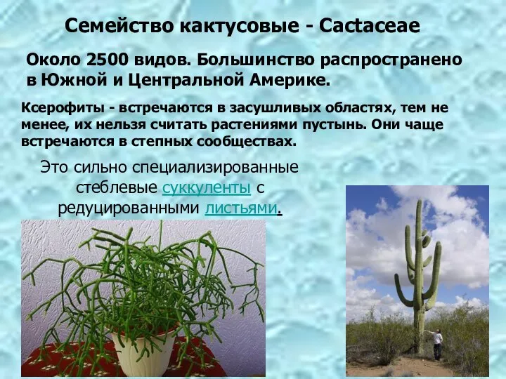 Семейство кактусовые - Cactaceae Около 2500 видов. Большинство распространено в Южной