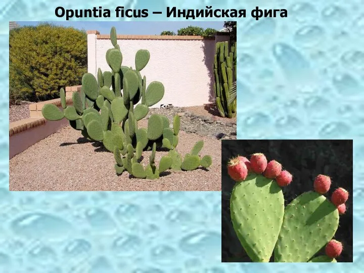 Opuntia ficus – Индийская фига