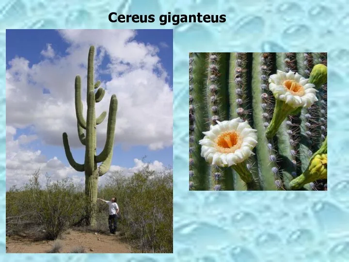 Cereus giganteus