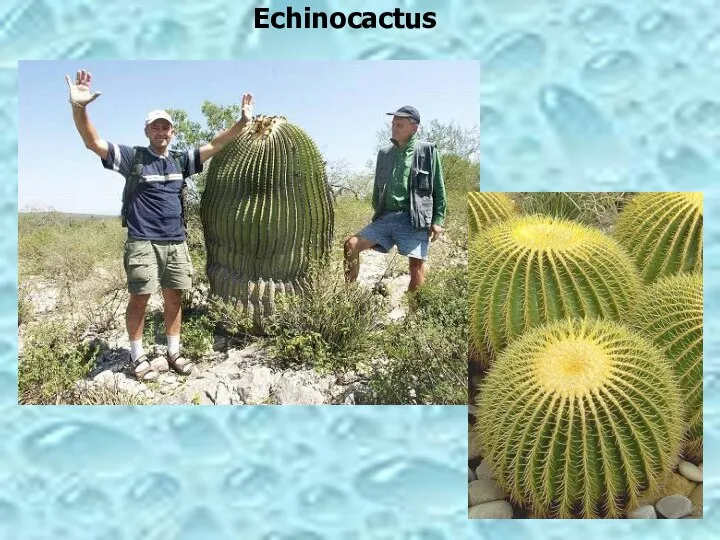 Echinocactus