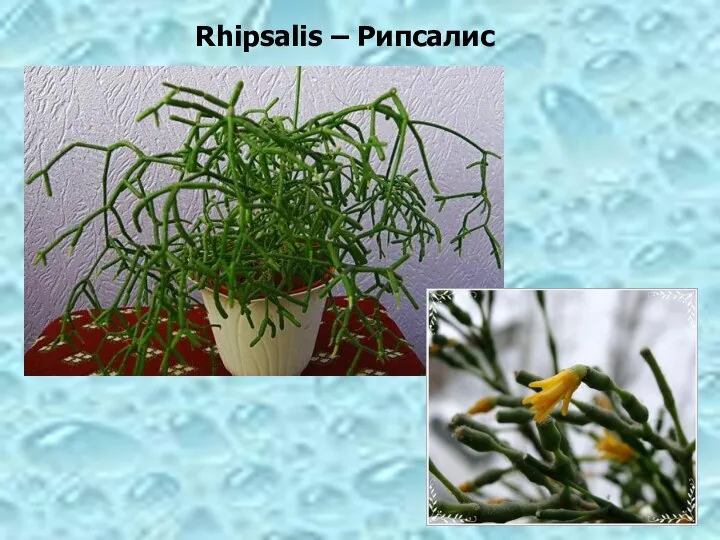 Rhipsalis – Рипсалис